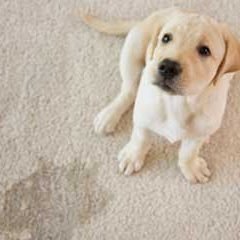 Oxygen2CleanPetOdour&StainCleaning Oxygen2CleanPetOdour&StainCleaning